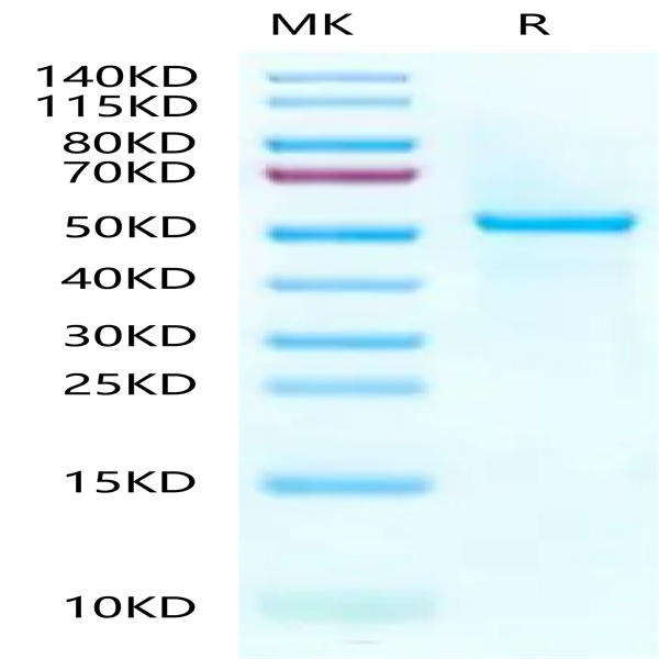 Human Peptide Ready HLA-A*03