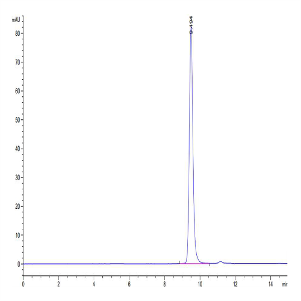 Human HLA-A*11