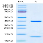 Human HLA-A*11