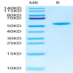 Human Peptide Ready HLA-G&B2M Monomer Protein (MHC-HM45R)