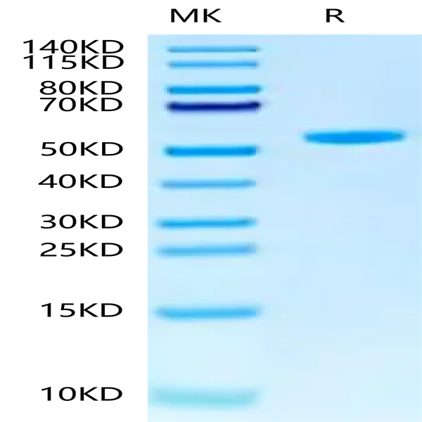 Human Peptide Ready HLA-G&B2M Monomer Protein (MHC-HM45R)