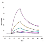 Human MICA Protein BP003564 Syd Labs