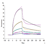 Human MICB Protein BP003562 Syd Labs