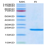 Human Midkine Protein BP004150 Syd Labs