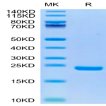 Biotinylated Human Midkine Protein BP004183 Syd Labs