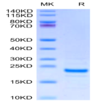 Mouse Midkine Protein BP004149 Syd Labs