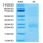 Human MIF Protein BP004029 Syd Labs