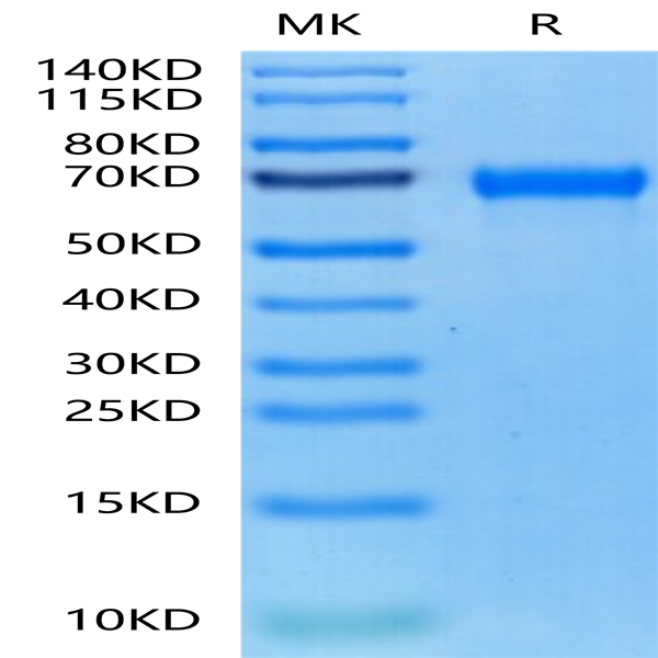 Cynomolgus MMP-8 Protein (MMP-CM108)