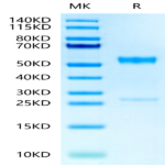 Human MMP-8 Protein (MMP-HM108)