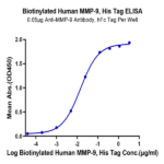 Biotinylated Human MMP-9 Protein BP005637 Syd Labs