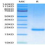 Mouse MOG/Myelin Oligodendrocyte Glycoprotein Protein BP003420 Syd Labs