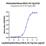 Biotinylated Mouse MSLN/Mesothelin Protein (Primary Amine Labeling) BP005254 Syd Labs