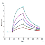 Human MASP2 Protein BP005256 Syd Labs