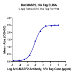 Rat MASP2 Protein BP005228 Syd Labs