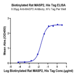 Biotinylated Rat MASP2 Protein (Primary Amine Labeling) BP004825 Syd Labs