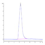 Mouse MUC18/CD146 Protein BP004542 Syd Labs