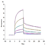 Human Nectin-1/PVRL1/CD111 Protein BP005480 Syd Labs