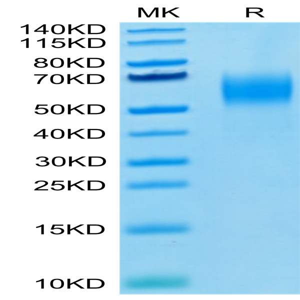 Biotinylated Human Nectin-1/PVRL1/CD111 Protein (NEC-HM401B)