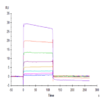 Human Nectin-2/CD112 Protein BP005479 Syd Labs