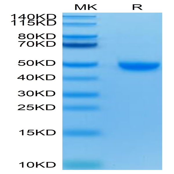 Human Nectin-2/CD112 Protein (NEC-HM402)