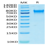 Human Nectin-3/CD113 Protein (NEC-HM403)