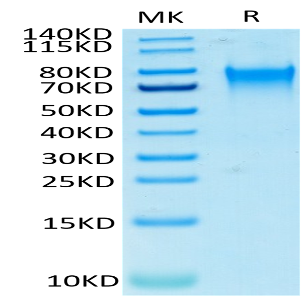 Human Nectin-3/CD113 Protein (NEC-HM403)