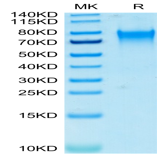 Biotinylated Human Nectin-3/CD113 Protein (NEC-HM403B)