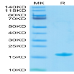 Biotinylated Human Nectin-4 Protein IgV Domain (NEC-HM414B)