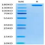 Human Neogenin Protein (NEO-HM201)