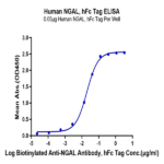 Human NGAL/Lipocalin-2 Protein BP004666 Syd Labs
