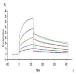Human NKG2A&CD94 Protein BP005713 Syd Labs
