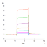 Human NKG2C&CD94 Protein BP005590 Syd Labs