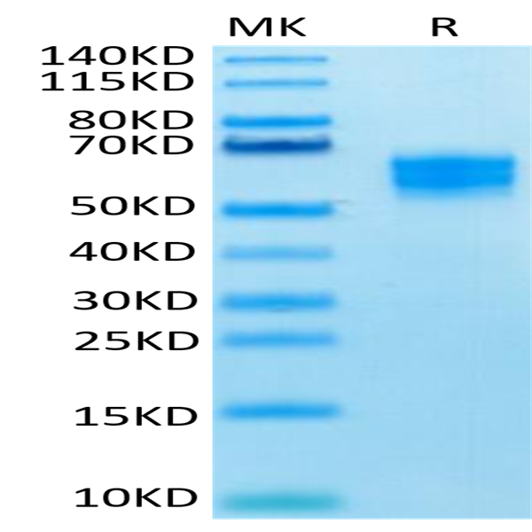 Human NKG2D/CD314 Protein (NKG-HM22D)