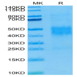 Human NKG2C/CD159c Protein BP005751 Syd Labs