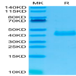 Human NKp46/NCR1/CD335 Protein (NKP-HM146)