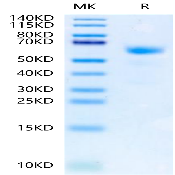 Human NKp80/CLEC5C Protein (NKP-HM280)