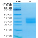 Human NKp30/NCR3/CD337 Protein (NKP-HM430)