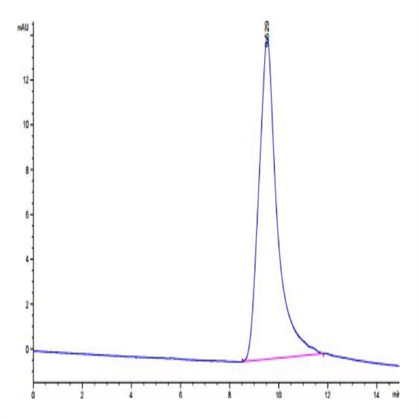 Human Noggin Protein (NOG-HM001)