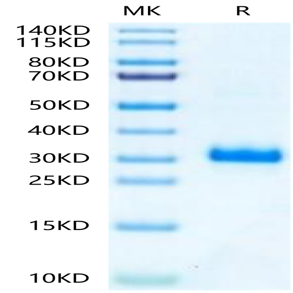 Mouse Noggin Protein (NOG-MM601)