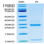 Human Notch 3 Protein (NOT-HM103)