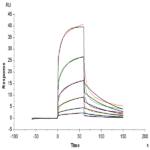 Biotinylated Human Notch 1 Protein BP005623 Syd Labs