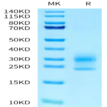 Human NPC2 Protein BP003237 Syd Labs
