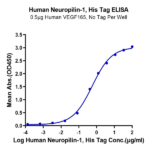 Human Neuropilin-1 Protein BP003891 Syd Labs