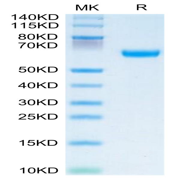 Human OSCAR Protein (OAR-HM201)