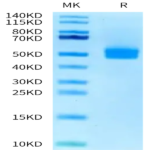 Human OGN/Osteoglycin Protein BP003227 Syd Labs