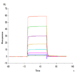 Biotinylated Human Oncostatin M/OSM Protein BP005647 Syd Labs