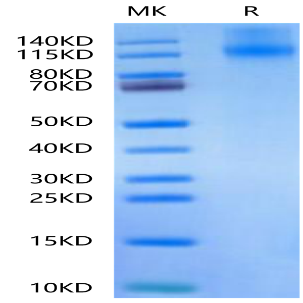 Canine OSMR Protein (OSM-DM101)