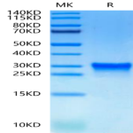 Canine Oncostatin M/OSM Protein (OSM-DM10M)