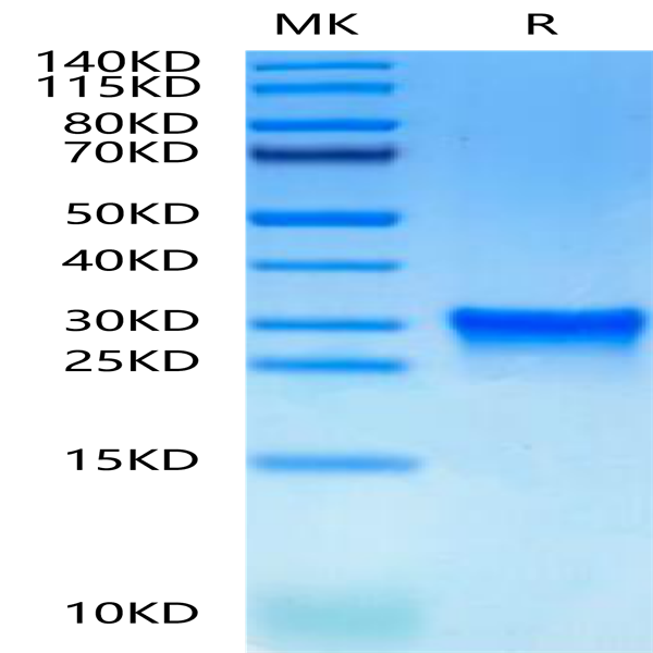 Canine Oncostatin M/OSM Protein (OSM-DM10M)