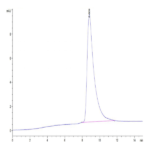 Mouse Oncostatin M/OSM Protein BP004072 Syd Labs